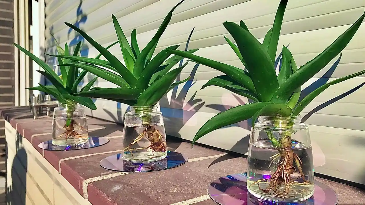 Aloe Vera