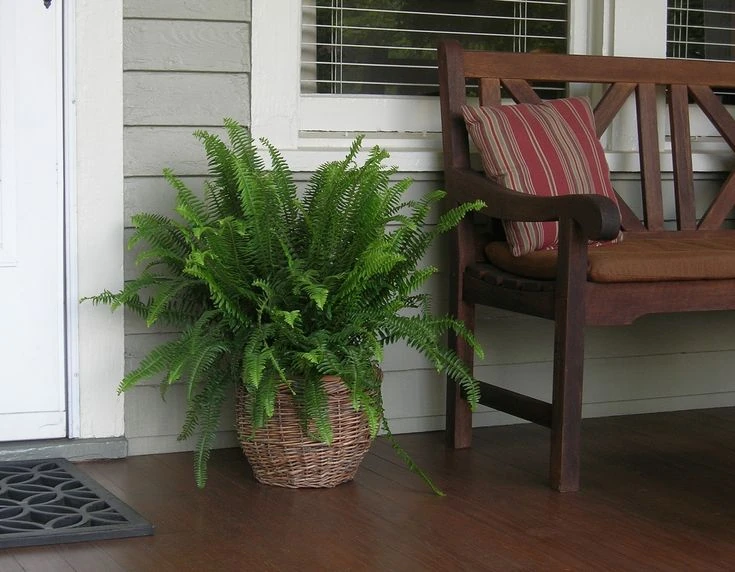 Boston Fern