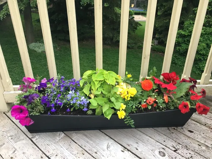 Colorful Charm with Flowering Plants