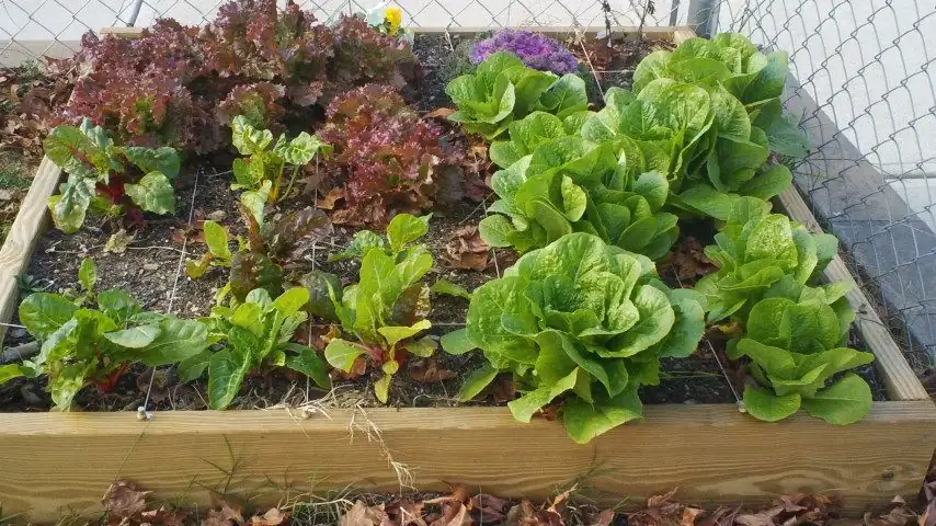 Edible Garden with Herbs and Vegetables