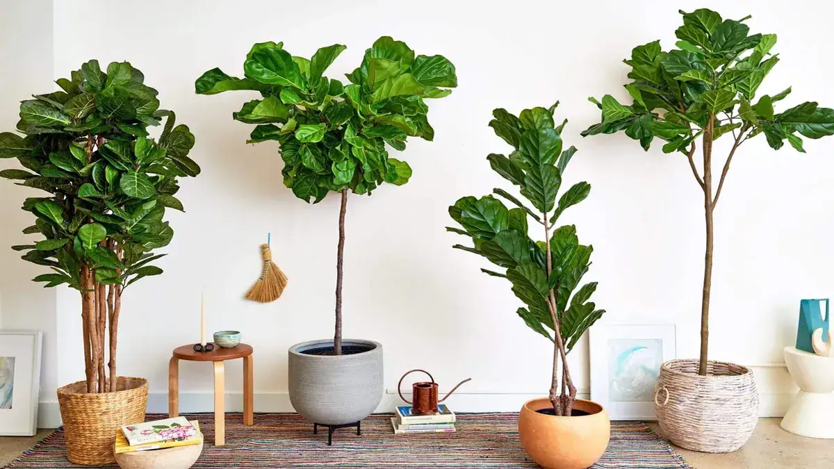 Fiddle Leaf Fig