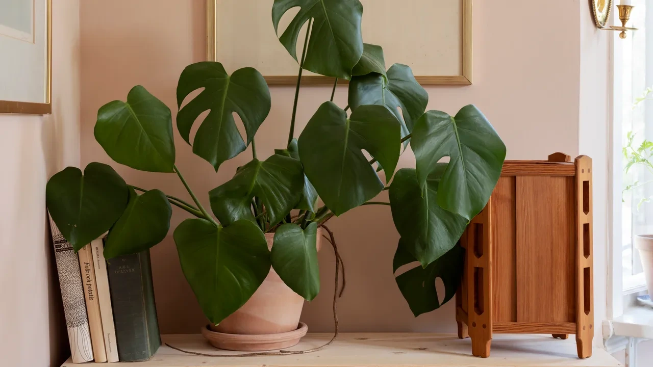 Monstera Deliciosa (Swiss Cheese Plant)