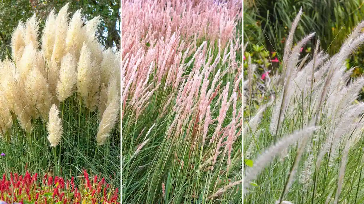 Ornamental Grasses for Texture