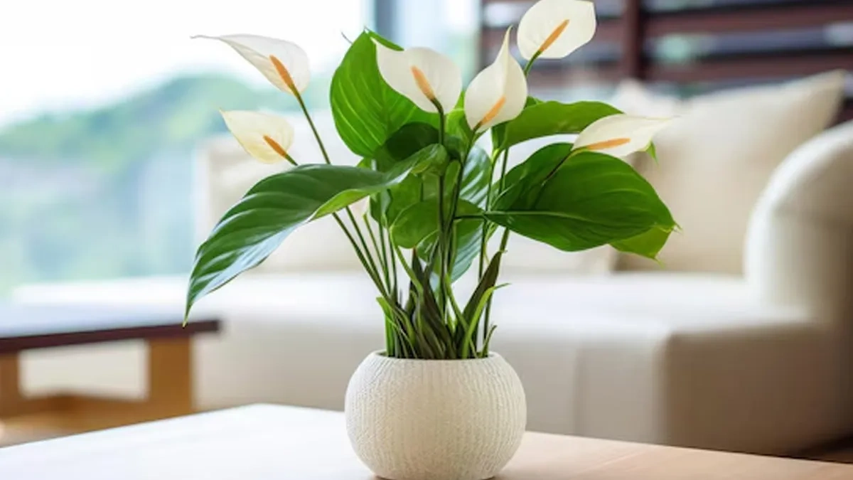 Peace Lily