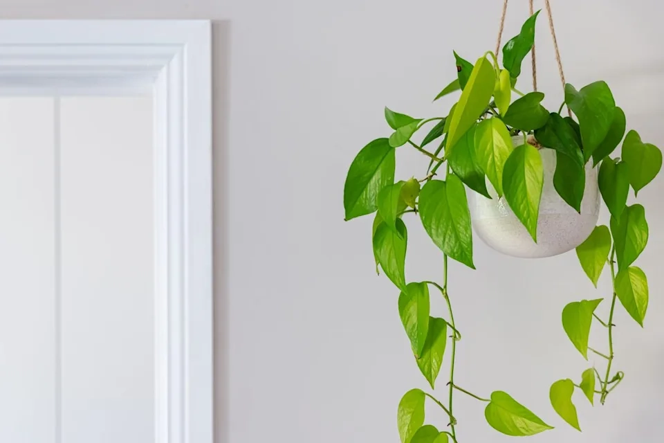 Pothos (Devil’s Ivy)