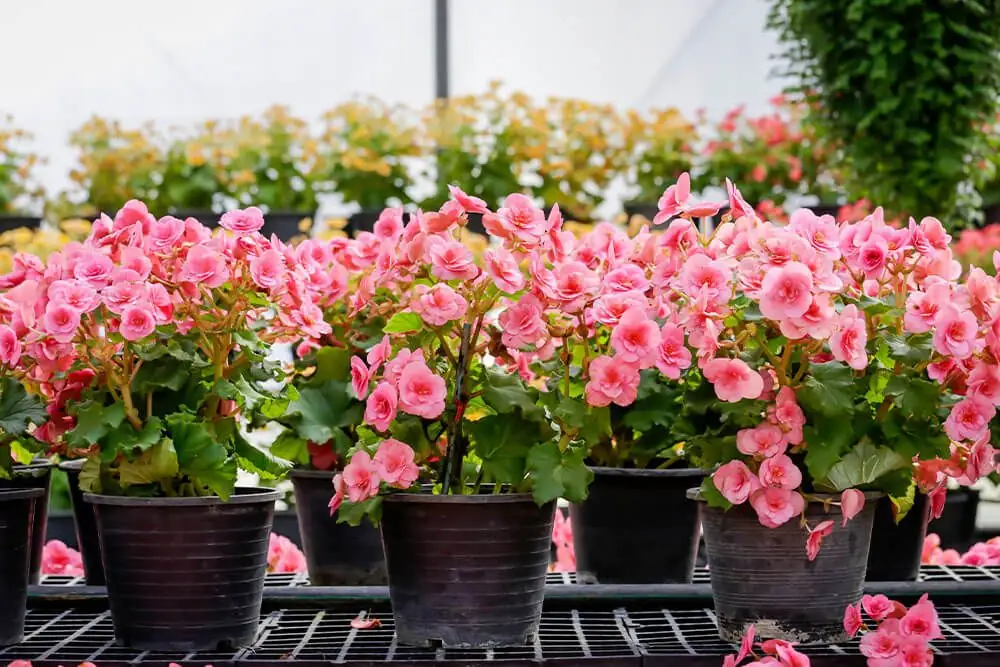 Shade-Loving Plants for Cool Corners
