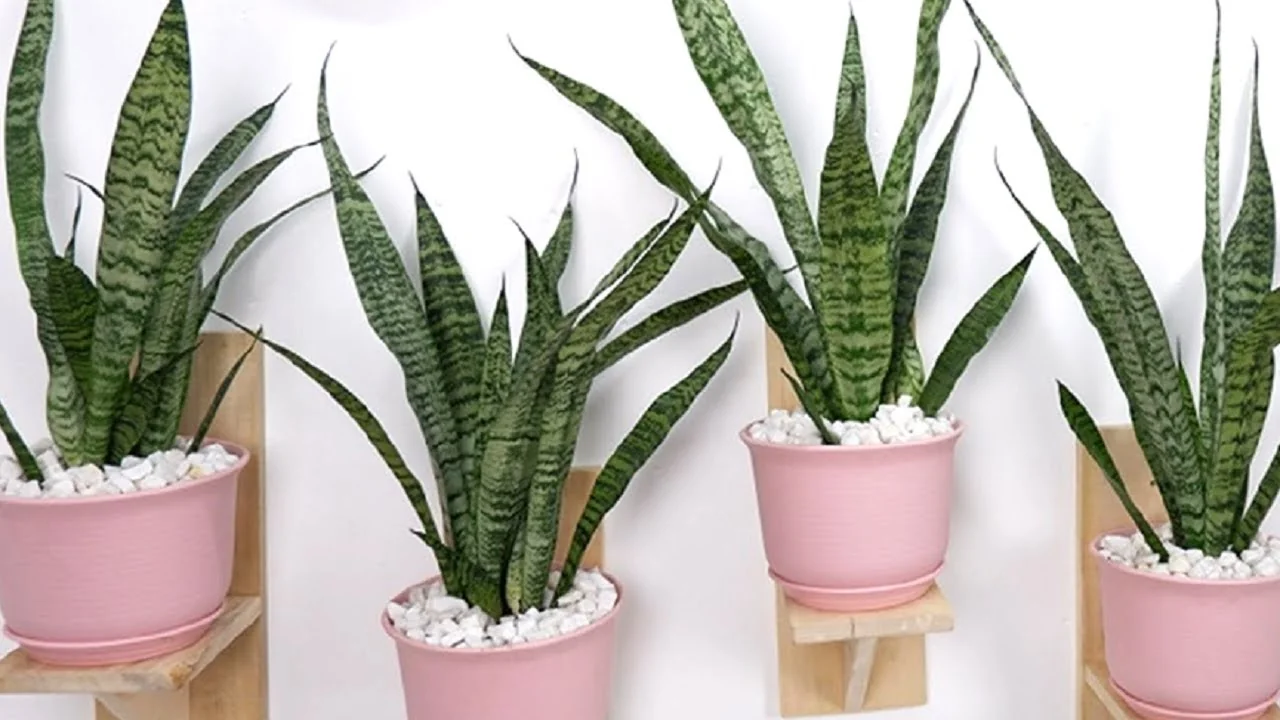 Snake Plant (Sansevieria)