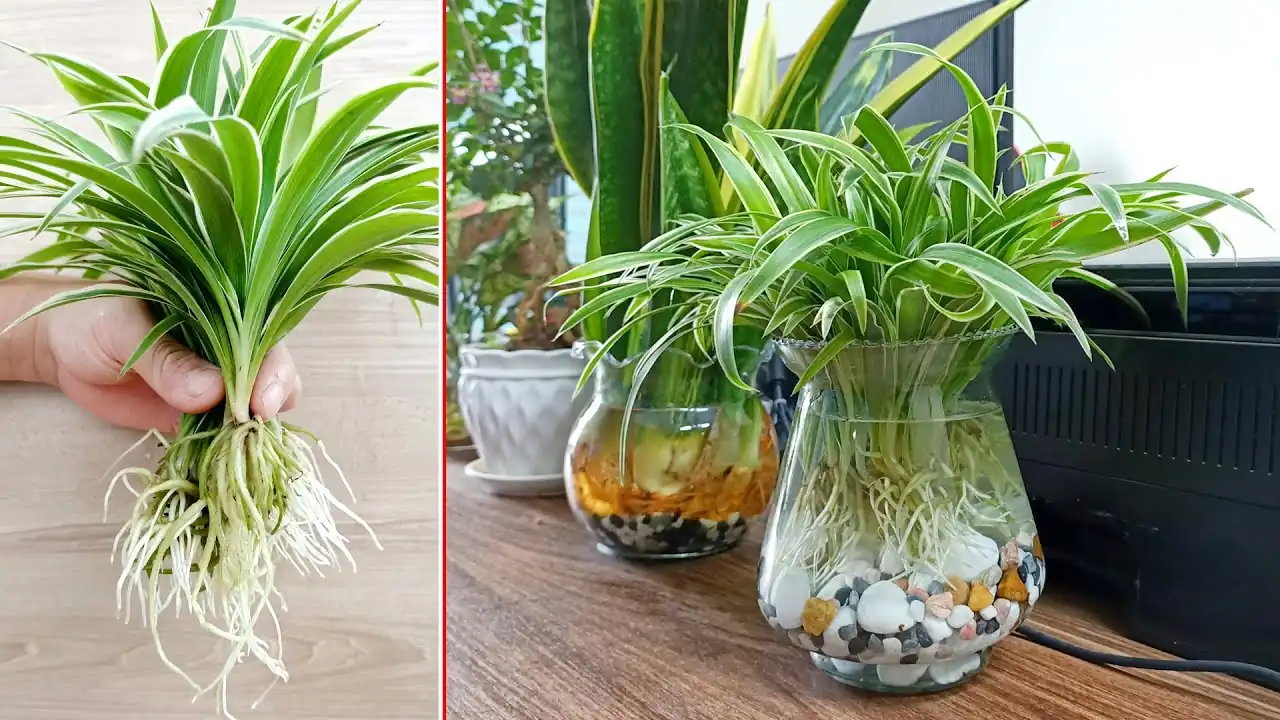 Spider Plant