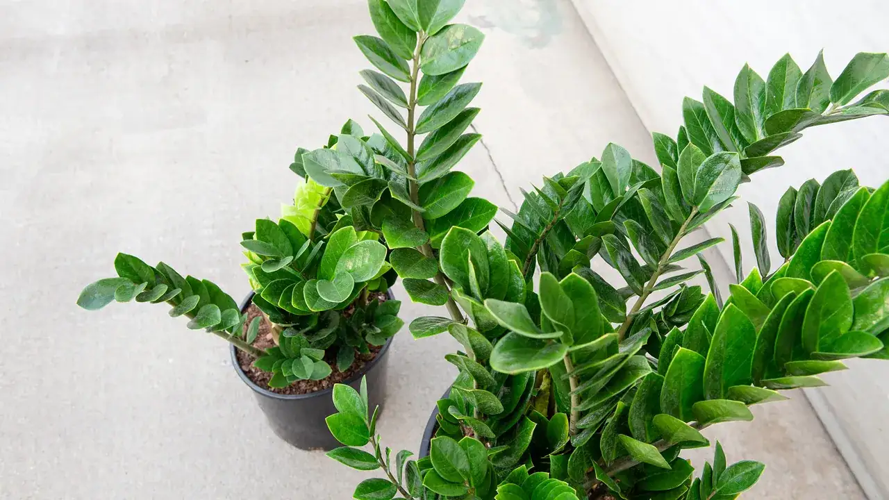 ZZ Plant (Zamioculcas Zamiifolia)
