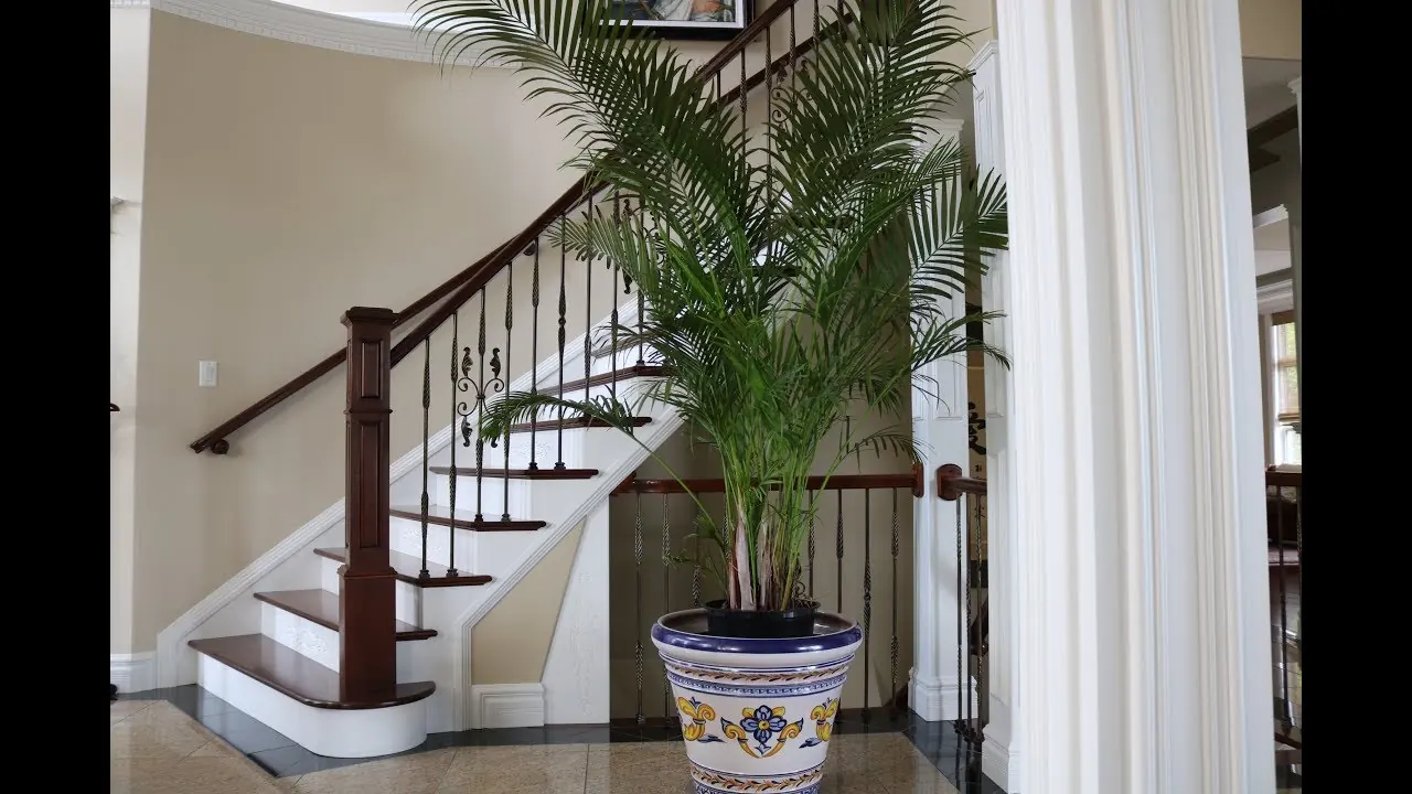 Areca Palm