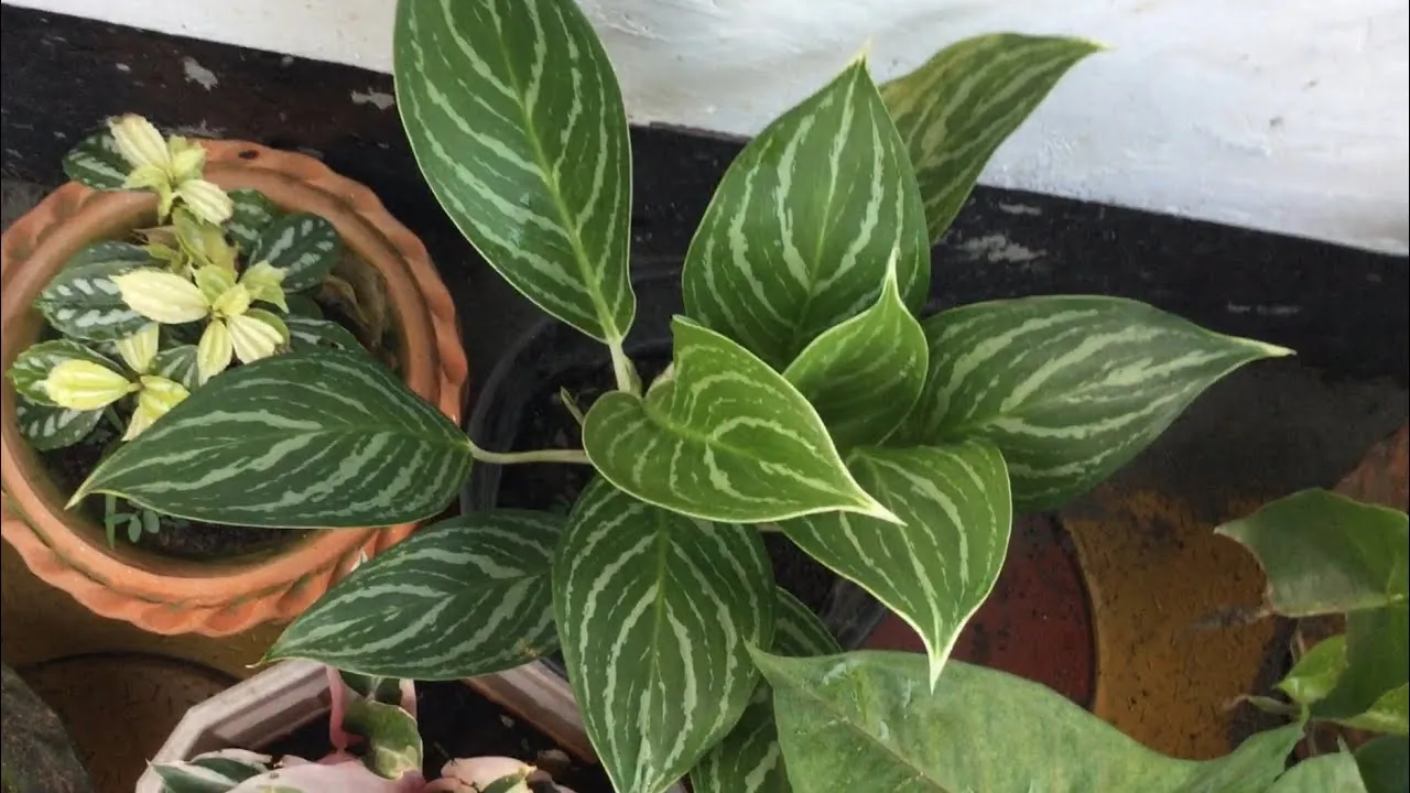 Chinese Evergreen