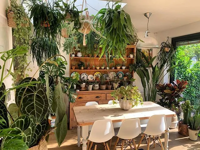 Decorate with Plenty of Indoor Plants