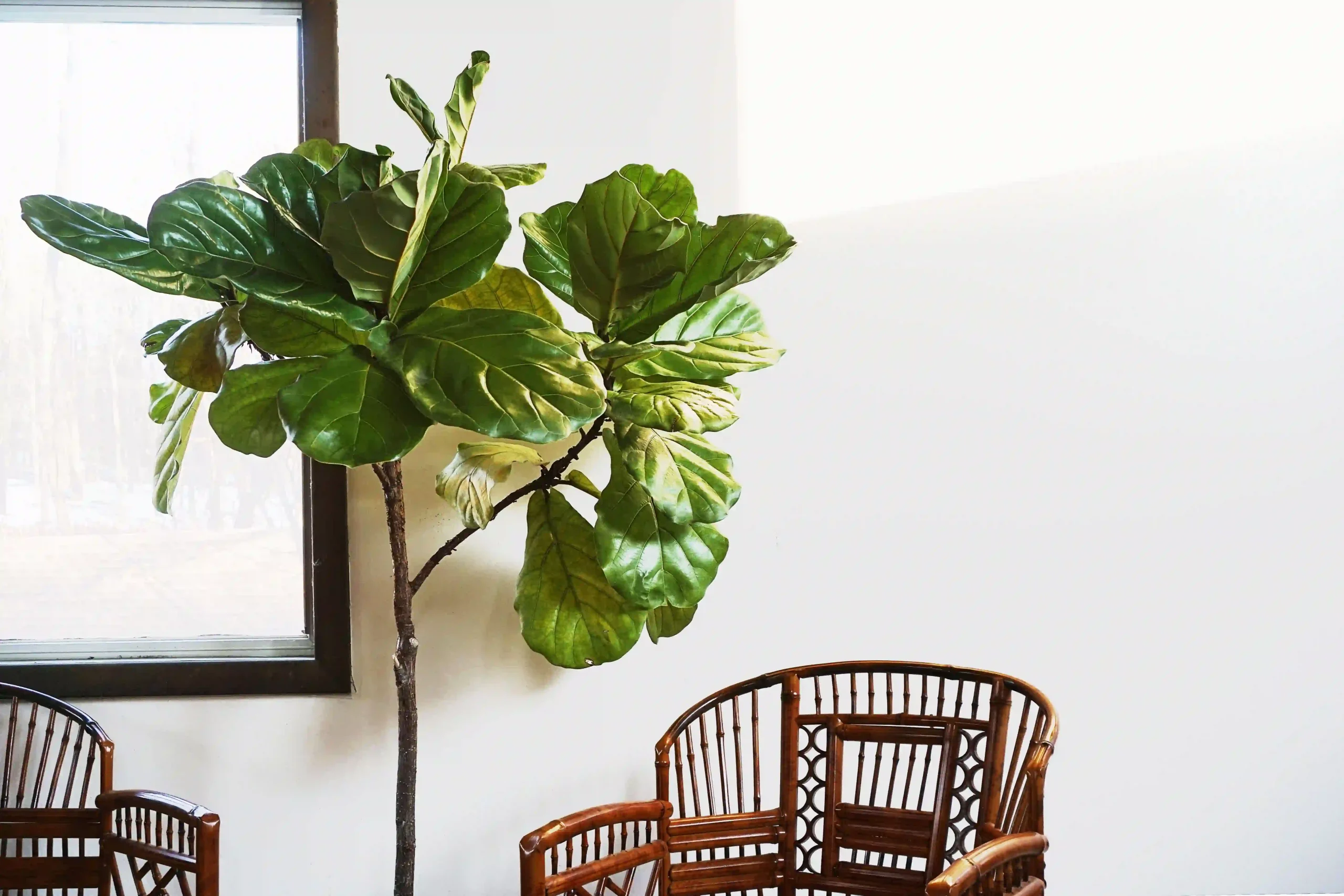 Fiddle Leaf Fig