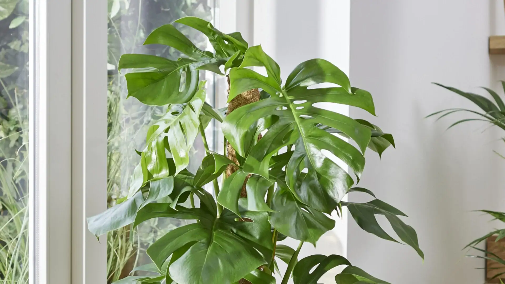 Monstera Deliciosa