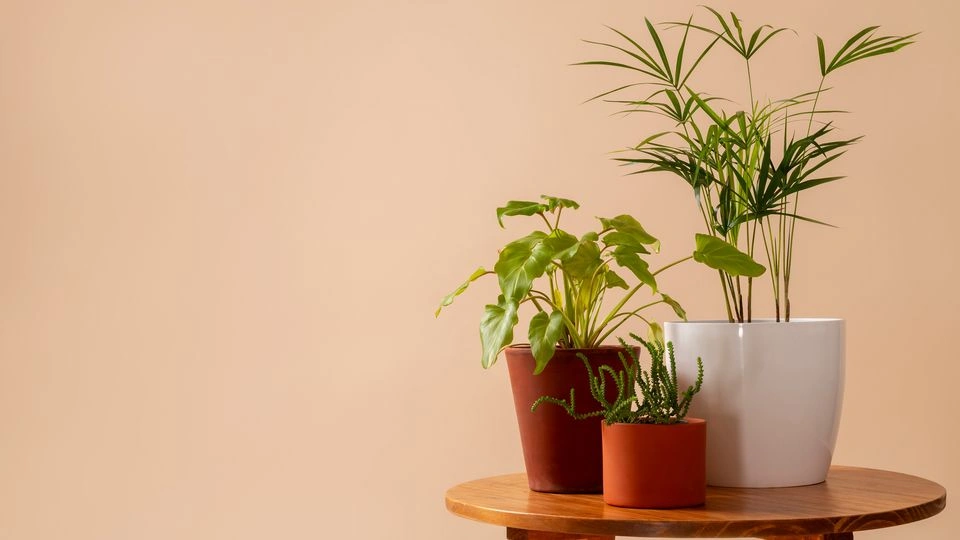 Pothos