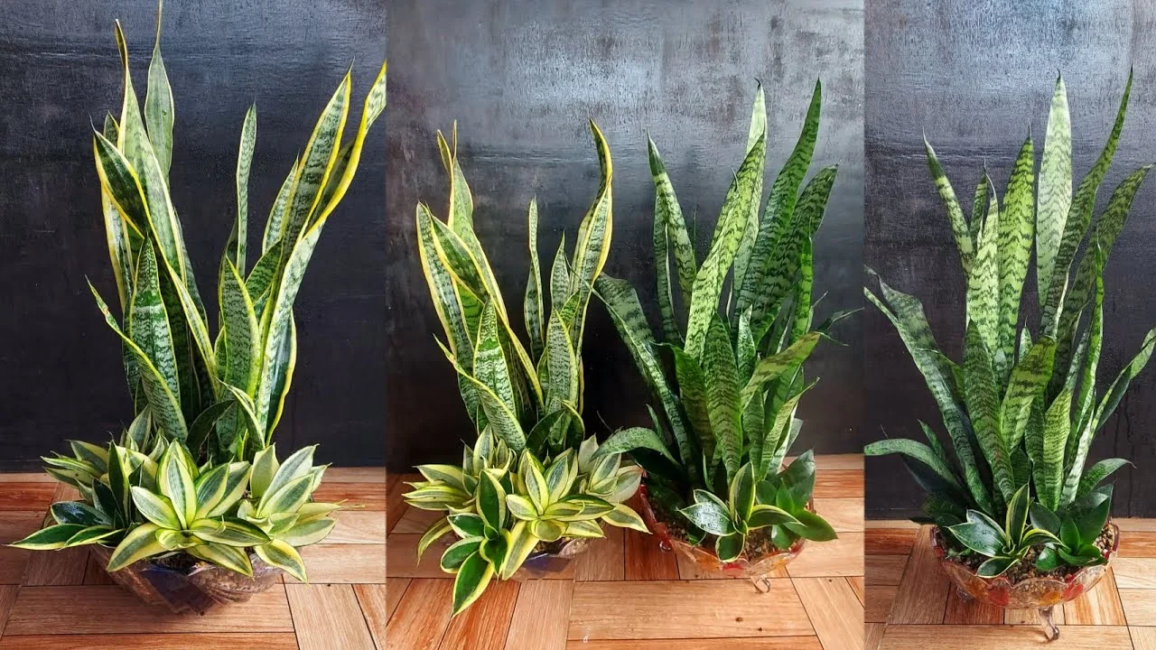 Snake Plant