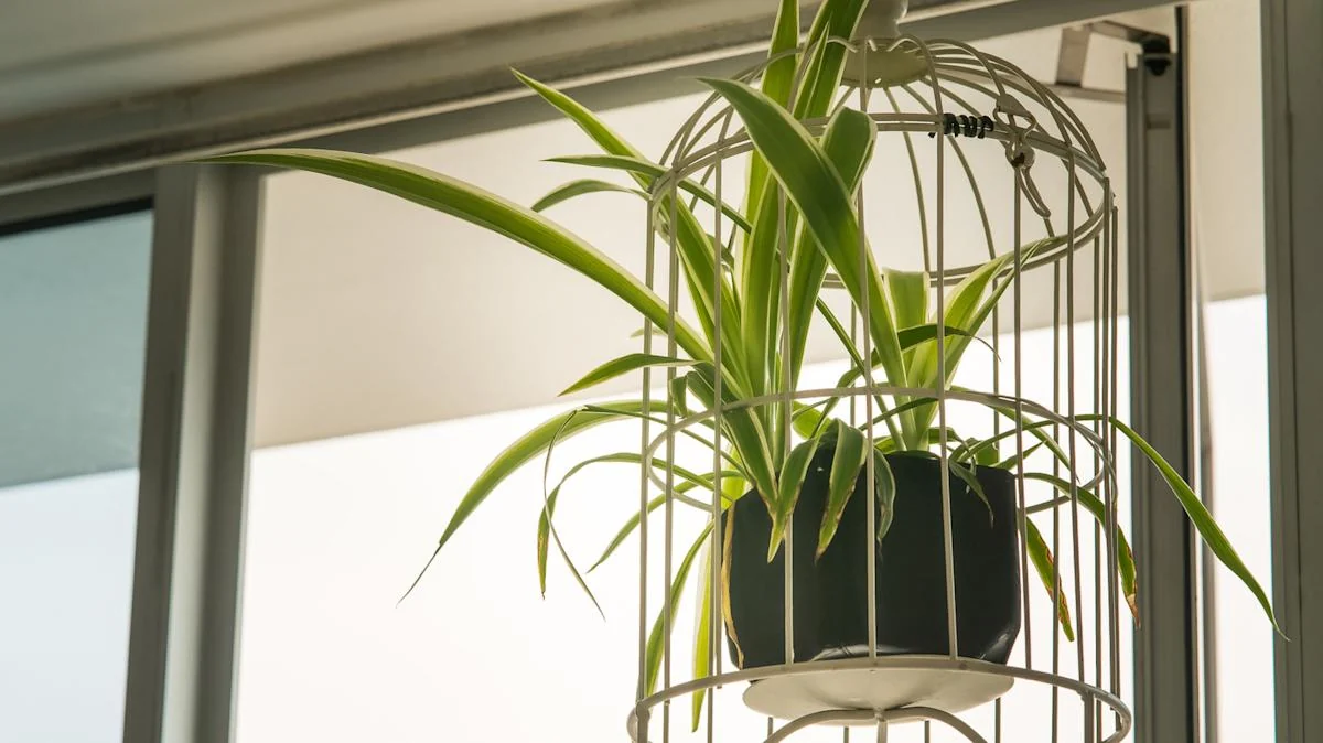 Spider Plant