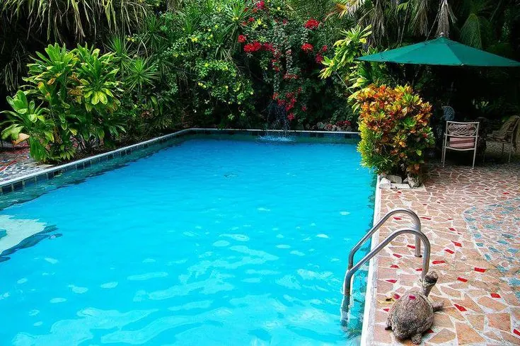 Tropical Paradise Pool