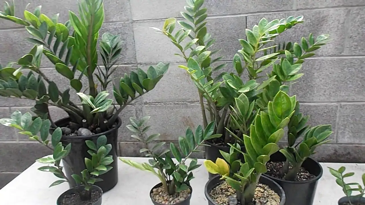 ZZ Plant